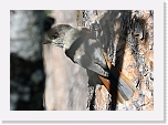 siberian jay_kuukkeli_1157 * 800 x 560 * (305KB)